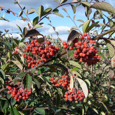 Cotoneaster laiteux, Cotonéaster/Pot de 4L - 40/60 cm (1/5)