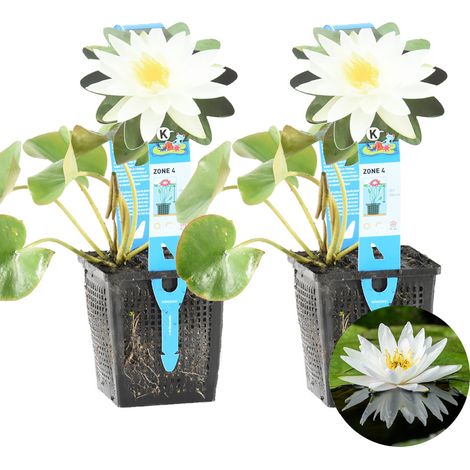 Bloomique - Lot de 2 - Nymphaea Marliacea Albida - Nénuphar - Blanc - Plantes de bassin - Plantes aquatiques - Rustique - Hauteur 10-20 cm - Pot 11 cm
