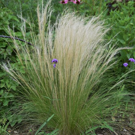 Stipe à crins - Stipa capillata godet 9cm (1/2)