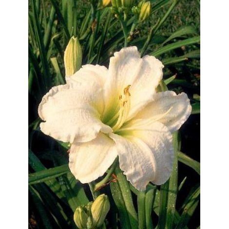 Lis d'un jour, Hémérocalle 'Gentle Shepherd' Pot de 2L/3L