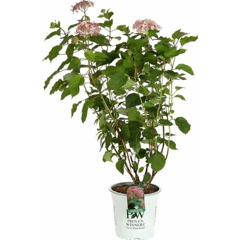 Gardenaria Ortensia - Hydrangea arborescens 'Pink Annabelle' - Pianta acidofila ornamentale da esterno - Altezza: 30/40 cm (vaso18) (1/3)