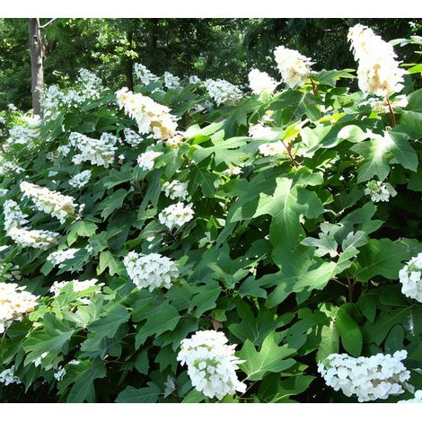 Gardenaria Ortensia - Hydrangea Quercifolia 'Snow Queen' - Pianta acidofila ornamentale da esterno - Altezza: 40/50 cm (vaso19) (1/2)