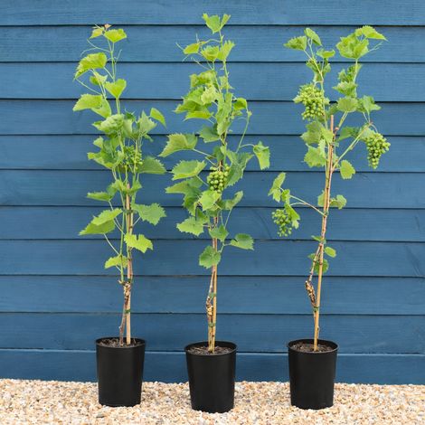 Uva fragola Vitis labrusca Vitis fragola– vite da frutto rampicante – grappoli profumati – ideale per pergolati e giardino in vaso 19 h 100/150 cm Colori Casuali