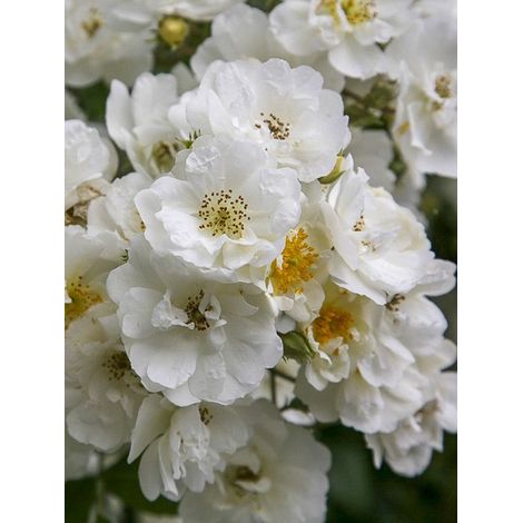 Rosier 'Rambling Rector' Pot de 4L/5L (1/4)