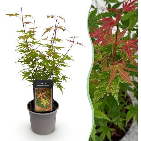 Érable du Japon Acer palmatum Phoenix - Arbuste Caduc Décoratif - Pot 12 cm - Hauteur 35 cm - PANGIVO (1/5)