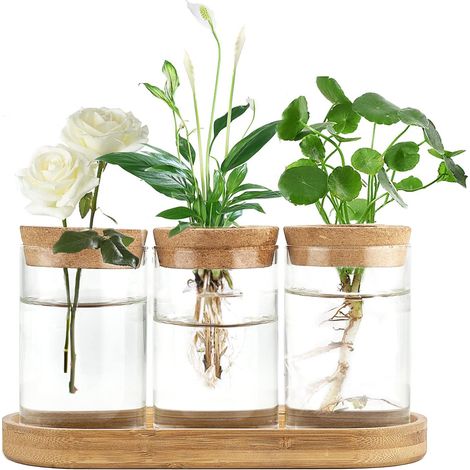 Lot de 3 pots de fleurs en verre avec couvercle et support en bois pour la propagation de plantes hydroponiques, centre de table, bureau, maison, jardin (1/5)