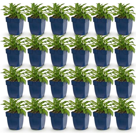 Campanule à feuilles de pêcher (Campanula persicifolia) - Plante vivace bleue - Lot de 24 - PANGIVO (1/5)