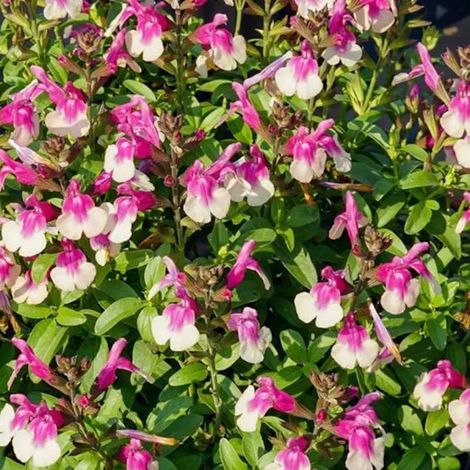 Sauge d'automne Mirage™ Rose Bicolor/Pot de 3L - 20/40 cm (1/3)