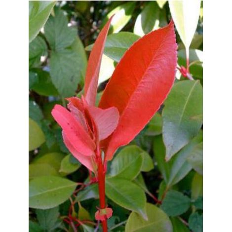 Photinia x fraseri 'Red Robin' Godet de 8/9 cm