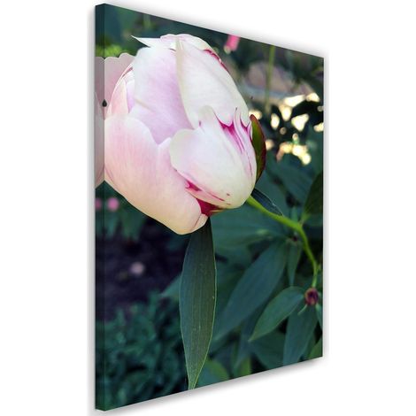 Tableau sur toile Pivoine Fleur Rose 40x60 (1/5)