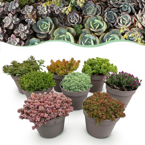 Lot de 8 Plantes Couvre-sol Mix Alpin pour Rocaille et Bordure Couleurs Variées Rustiques - PANGIVO (1/5)