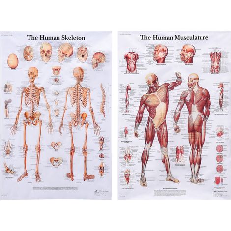 Póster de anatomía [pintura al óleo sobre lienzo] 68 cm x 45 cm, multicolor, se suministra en un paquete de 2 [1 + 1] (1/5)
