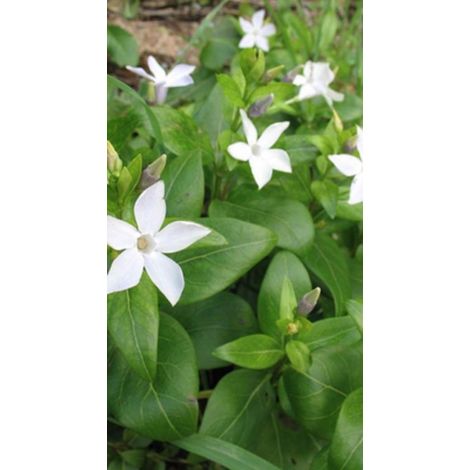 6 x Vinca difformis - PERIODPIMO - pot 9 x 9 cm
