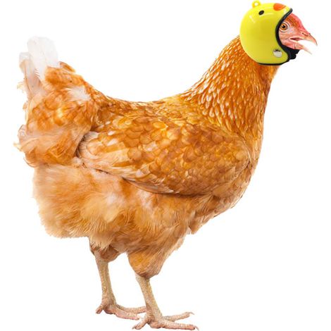 Casque de poulet de dessin animé pour petits animaux de compagnie, casque réglable pour volailles (1/3)