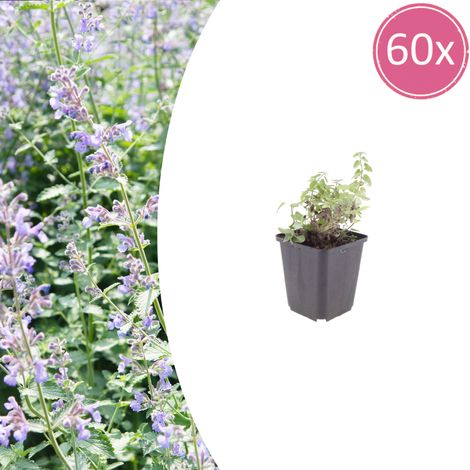 Lot de 60 Nepeta faassenii Herbe à Chat Vivace Fleurs Bleu Lavande Pot Ø9cm 10-25cm - PANGIVO (1/5)