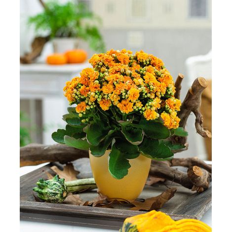 KALANCHOE ARANCIONE IN VASO 10.5CM