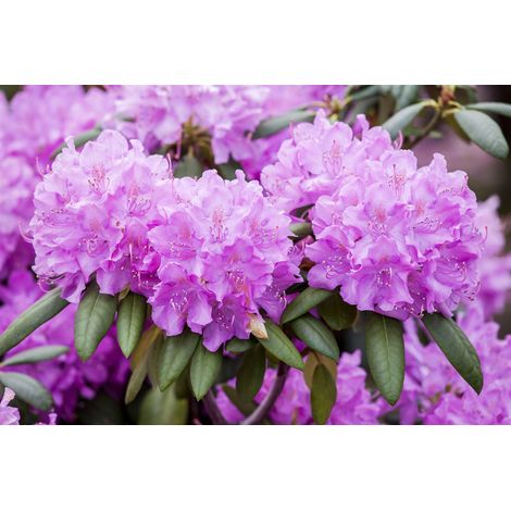 Rhododendron-Hybride 'Roseum Elegans' Rhododendron PG 1 'Roseum Elegans' 5L 40- 50 (1/5)