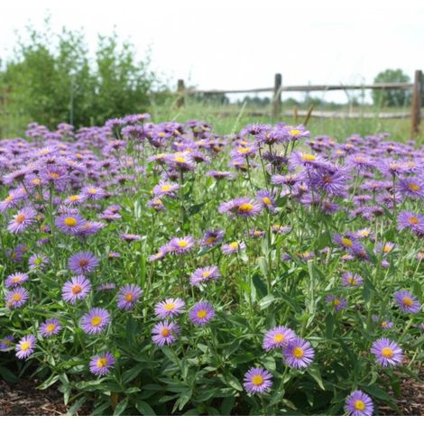 Vergerette Sommerabend, Erigeron/Godet - 5/20 cm