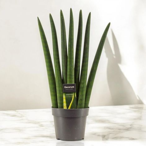 Gardenaria Sansevieria cylindrica 'Fan' - Pianta da interno ornamentale - Altezza: 55 cm (vaso 17)