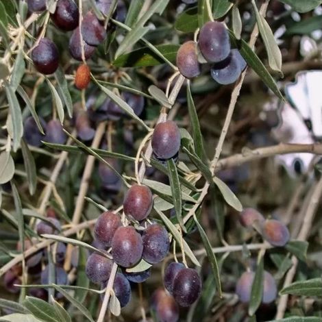 PIANTA DI ULIVO CARBONCELLA  in vaso 20/fitocella - età 2/3 anni (foto reali)