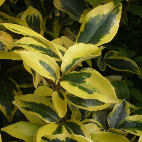 Elaeagnus panaché Gilt Edge, Chalef/Pot de 3L - 60/80 cm