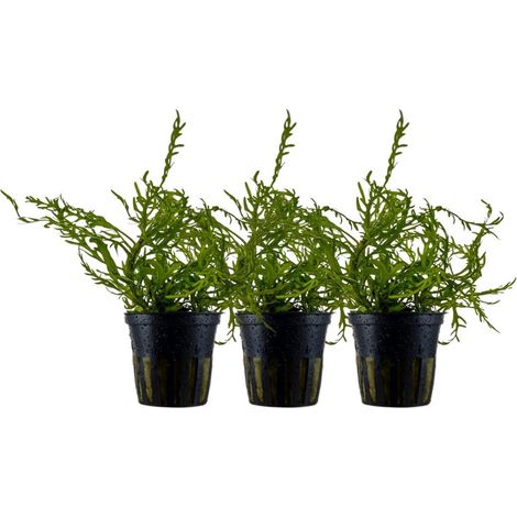 Aquarium Pflanze 3 Stück Hygrophila Odora 'Difformis' Wasserpflanze Nr.051D Set