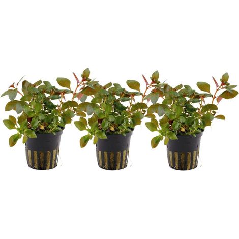 Aquarium Pflanze 3 Stück Ludwigia repens 'Rubin' Wasserpflanze Tropica Nr.033D Set