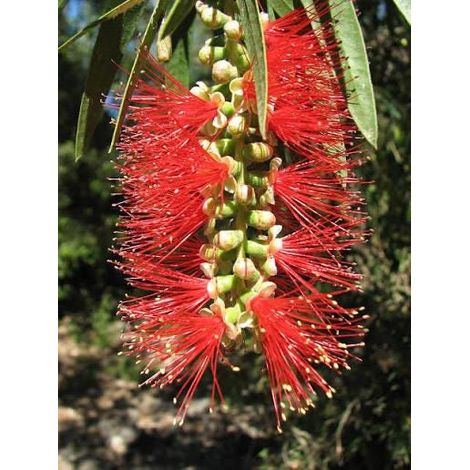 Callistemon botle brushes 3 talee/cuttings rosso/red