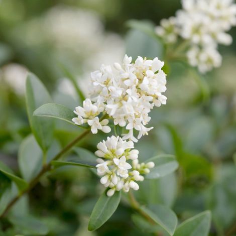 Troène commun - Ligustrum vulgare en Racines nues 60/80cm