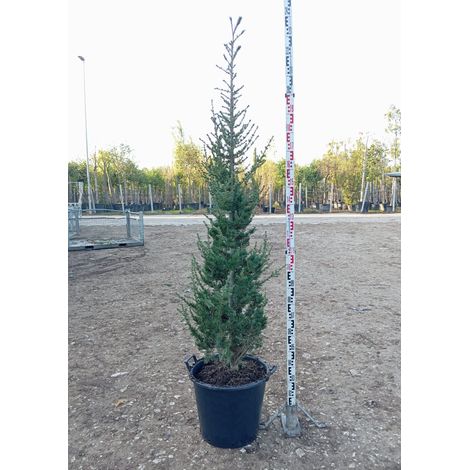 Cèdre Cedrus Atlantica Pot 45 cm Conifère Persistant Arborescent (1/4)