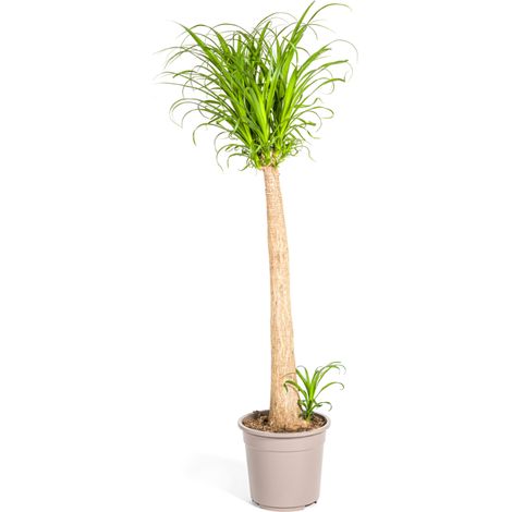 Beaucarnea Recurvata Pied d'éléphant - Plante d'intérieur avec Tronc - Ø27 cm - 110-130 cm - PANGIVO (1/5)
