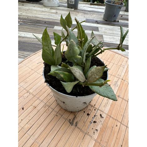 HOYA LACUNOSA MINT FOTO REALI VASO 10 CM FIORE DI CERA PIANTA GRASSA