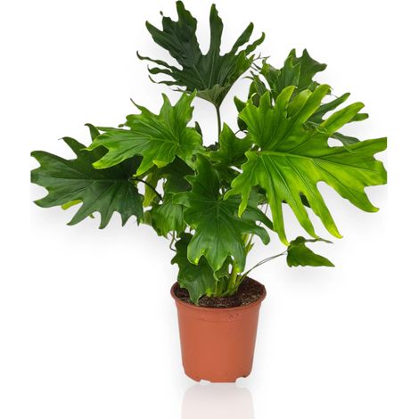 Gardenaria Philodendron 'Lickety Split' - Pianta da interno ornamentale - Altezza: 45 cm (vaso 19) (1/5)