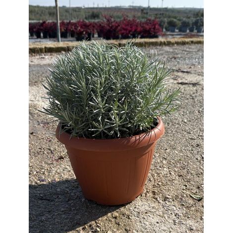 HELICHRYSUM ITALICUM CESP.25