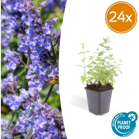 Lot de 24 Nepeta 'Six Hills Giant' Plante Vivace Mellifère Floraison Bleu-Lilas Hauteur 10-25 cm - PANGIVO (1/5)