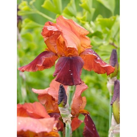 Iris des jardins 'Natchez Trace' Rhizome, Calibre 4/6 (1/2)