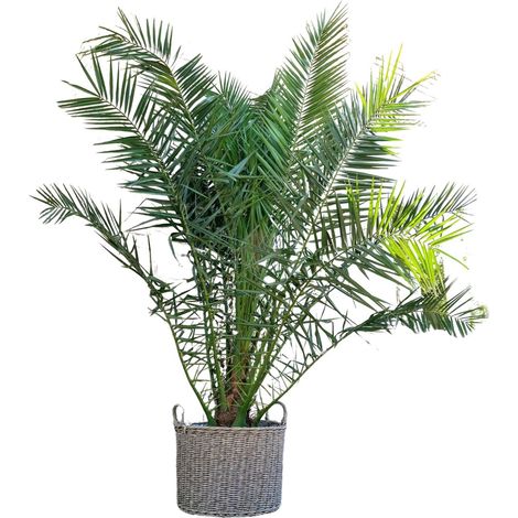 Palmier Phoenix Canariensis Dattier des Canaries Plante Exotique Intérieur Extérieur 230cm ø50cm - PANGIVO
