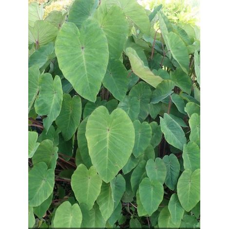 Taro, Madère, Chou-Chine 'Pink China' Pot de 2L/3L (1/3)