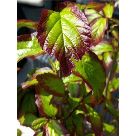Arbre de fer 'Persian Spire' Pot de 3L/4L (1/3)