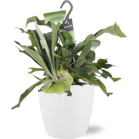 Platycerium Bifurcatum, fougère d’intérieur avec pot, D18x17 cm, blanc, hauteur env. 30 cm - PANGIVO
