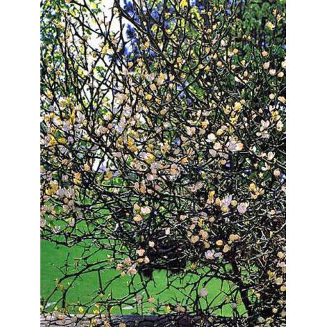 Citronier épineux Pot de 3L/4L (1/4)