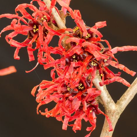 Hamamelis Diane in Vaso da 24cm