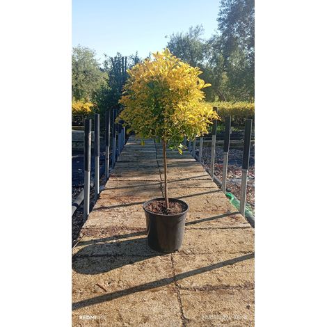 EUONYMUS JAPONICUS ALB.24 1/4 FUSTO AUREA