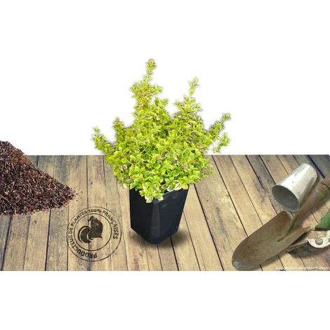 Fusain persistant Emerald'n Gold, Euonymus/Pot de 3L - 20/40 cm (1/2)
