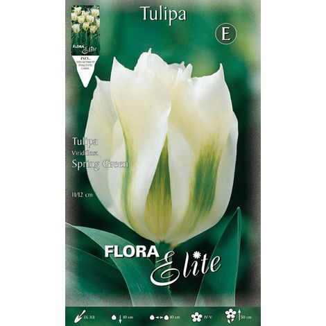 BULBI AUTUNNALI TULIPANO SPRING GREEN CONFEZIONE DA 7 BULBI BULBS BULBS