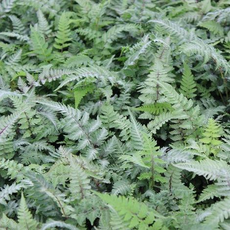 6x Athyrium niponicum 'Metallicum' - Fougère arc-en-ciel japonaise - Pot 9x9 cm