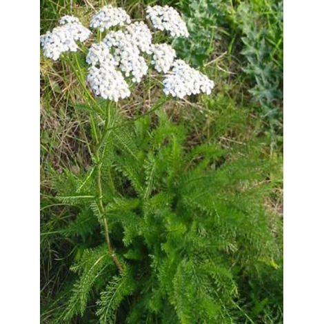 Achillée millefeuille 'White Beauty' Godet de 8/9 cm