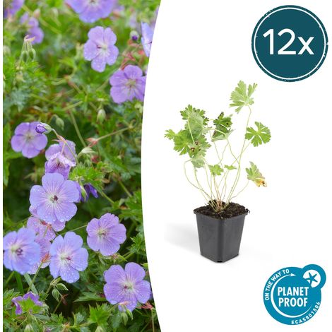 Lot de 12 Géraniums Rozanne Vivaces Couvre-sol Fleurs Violettes Hauteur 10-25 cm Pot Ø 9 cm - PANGIVO (1/5)