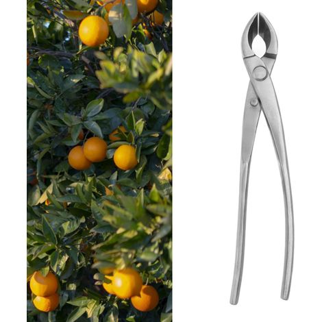 Cisaille à tailler angulaire de 8 pouces en alliage chromé pour couper les branches et les branches latérales des bonsaïs, outils de stylisme de bonsaï, argent. (1/5)