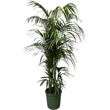 Palmier Kentia Howea Forsteriana Plante d'Intérieur Tropicale Vert Foncé 220 cm ø38 cm - PANGIVO (1/4)